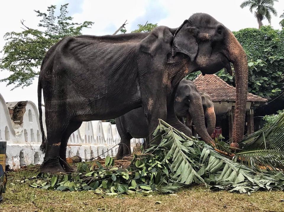 Elefante de 70 años demacrado y maltratado es obligado a desfilar en un festival 5 Elefante demacrado