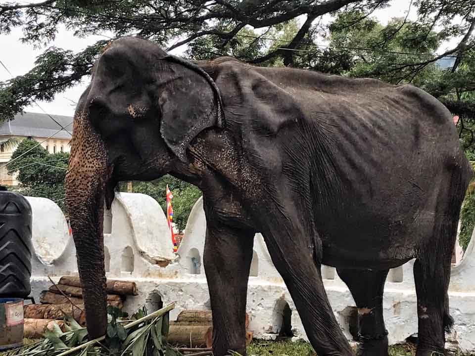 Elefante de 70 años demacrado y maltratado es obligado a desfilar en un festival 4 Elefante en mal estado