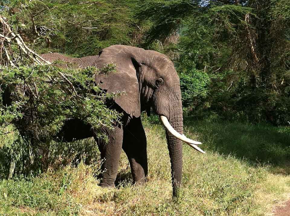 Elefante en selva
