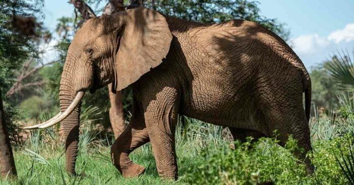 Elefantes de selva contribuyen al medio ambiente pero están en peligro