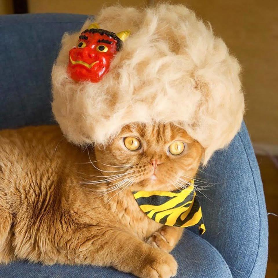 Gatitos tienen una enorme colección de sombreros hechos de su pelaje 7 Gatito con peluca
