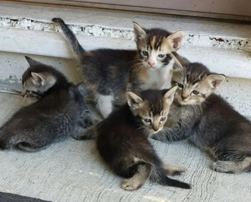Gatitos