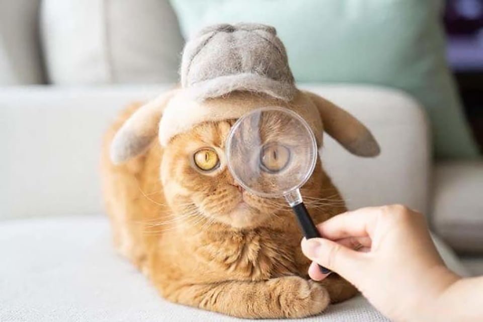 Gatitos tienen una enorme colección de sombreros hechos de su pelaje 8 Gato amarillo con sombrero y lupa