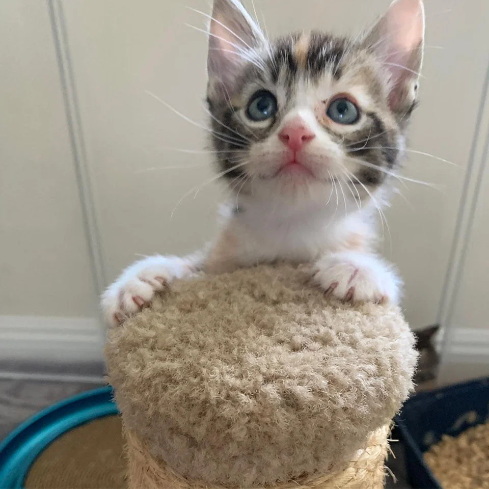 Gato bebé