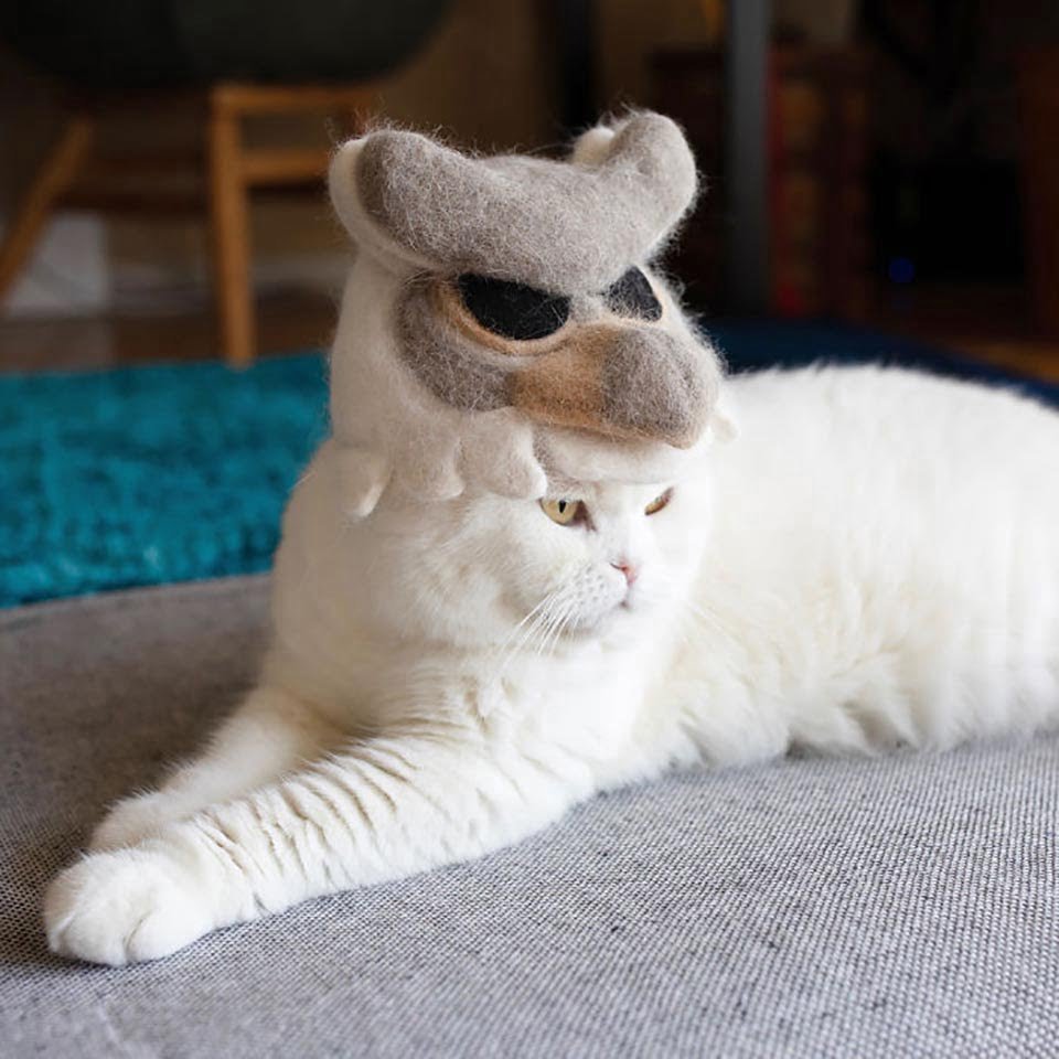 Gatitos tienen una enorme colección de sombreros hechos de su pelaje 9 Gato blanco con adorable sombrero