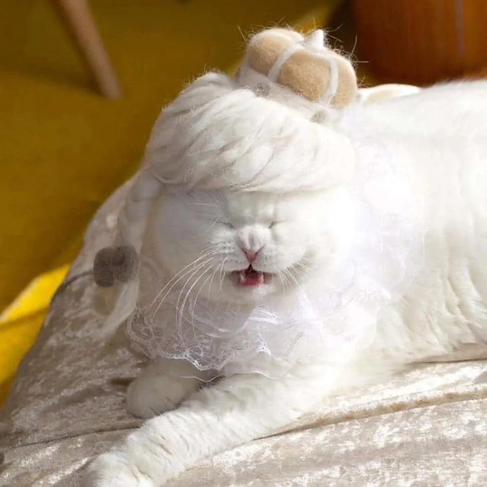 Gato blanco con peluca hecha de su propio pelo