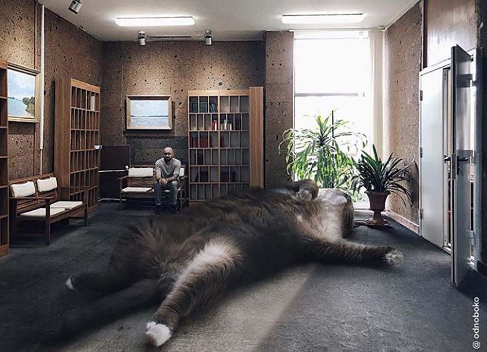 Hombre crea imágenes que muestran cómo se vería el mundo si los gatos fueran más grandes 13 Gato grande descansa en la sala