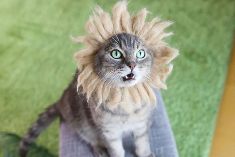 Gatitos tienen una enorme colección de sombreros hechos de su pelaje 12 Gato gris con atuendo