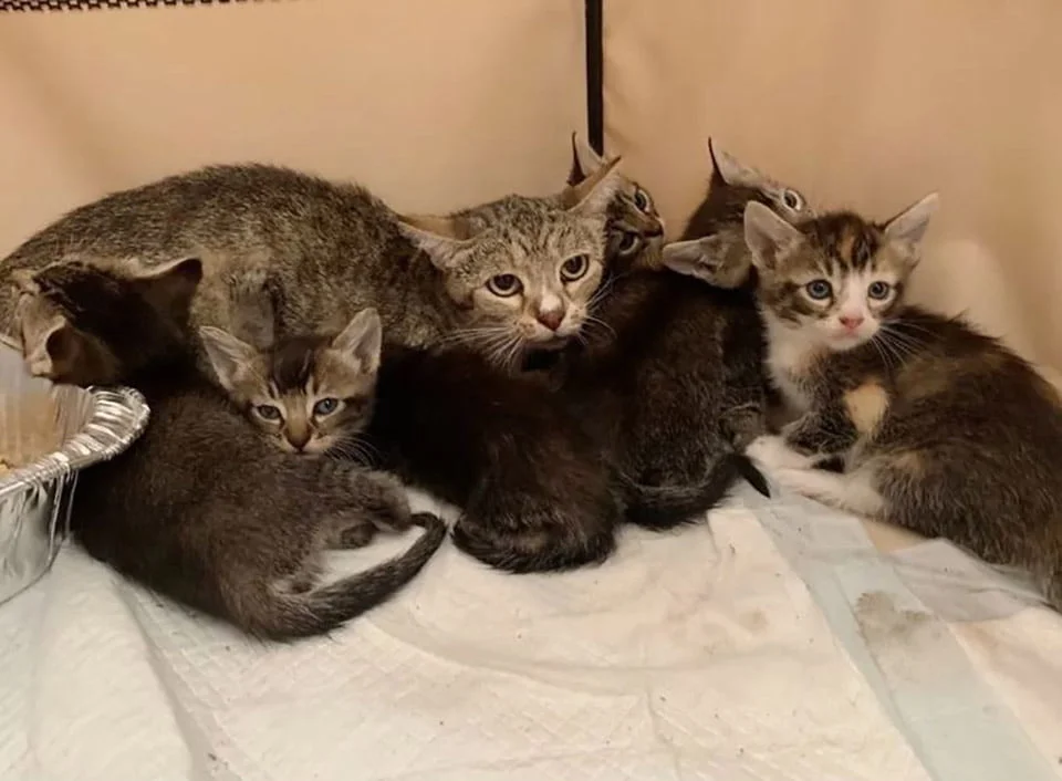 Gatos bebés