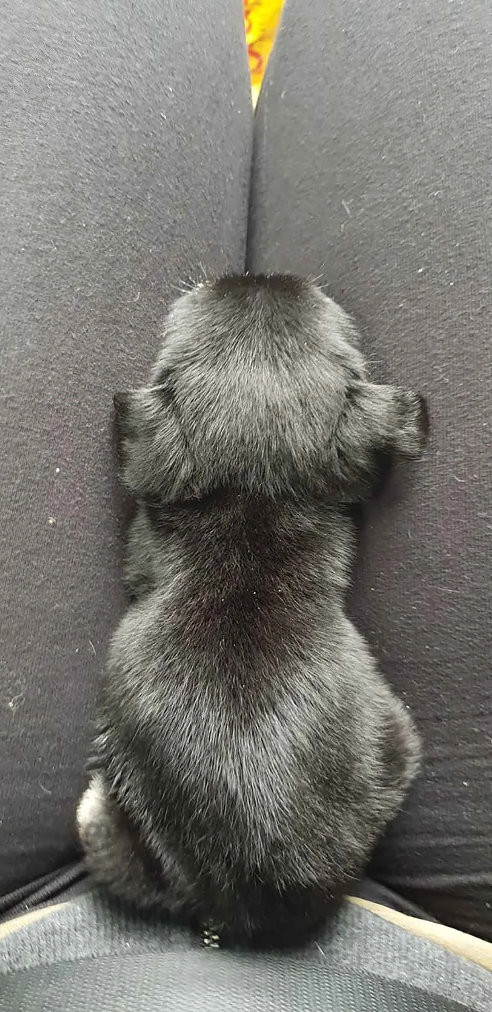 Indefenso cachorrito es salvado