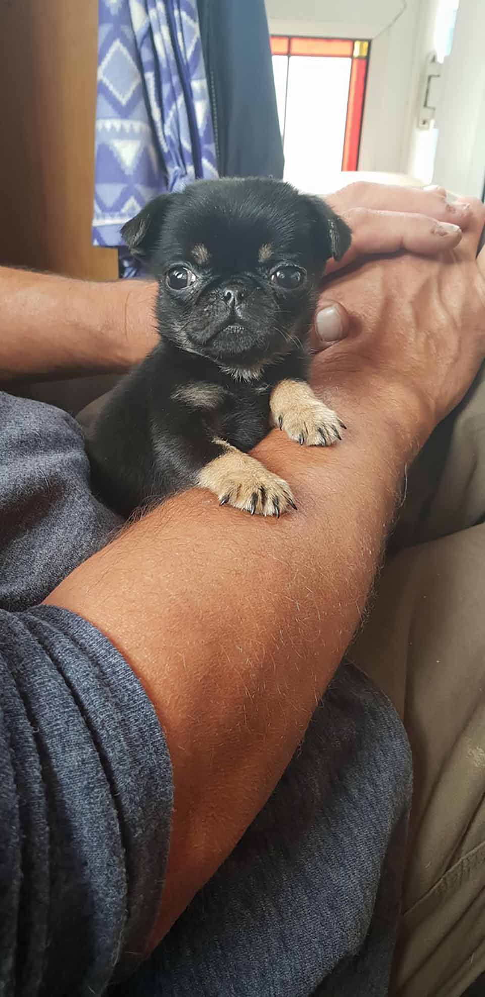 Lindo cachorro