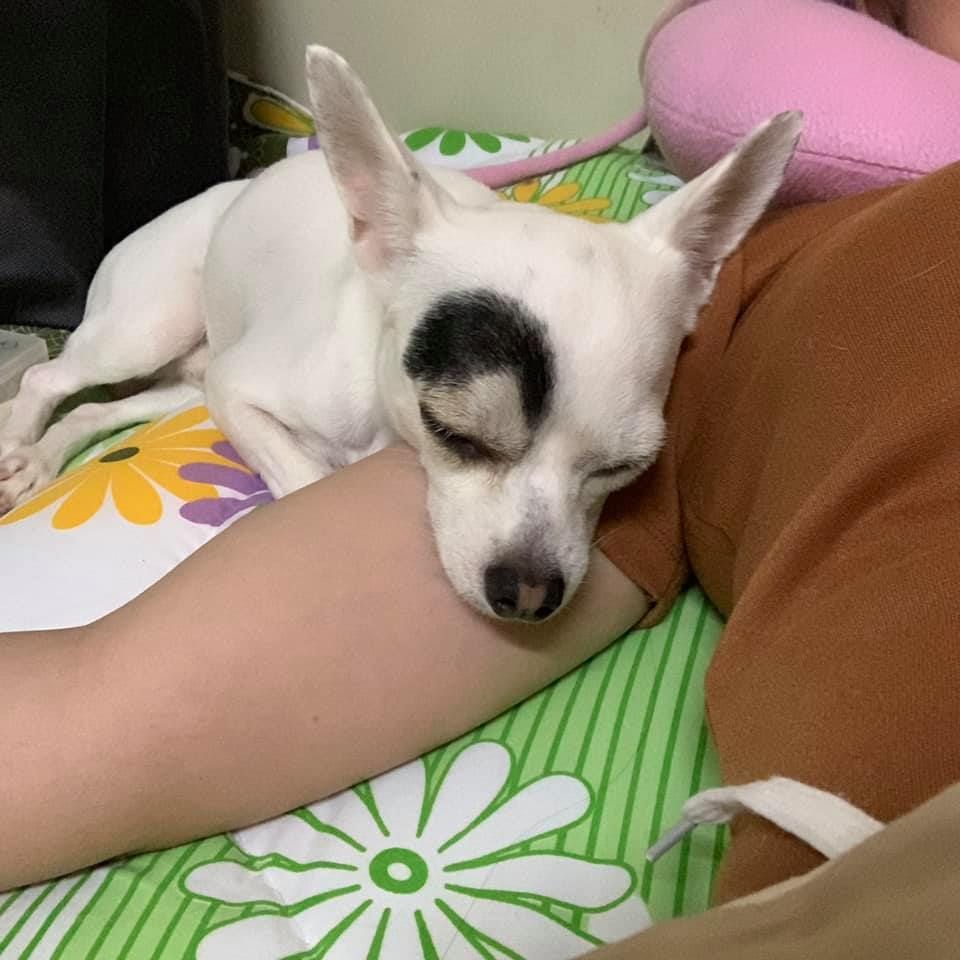 Lucky durmiendo