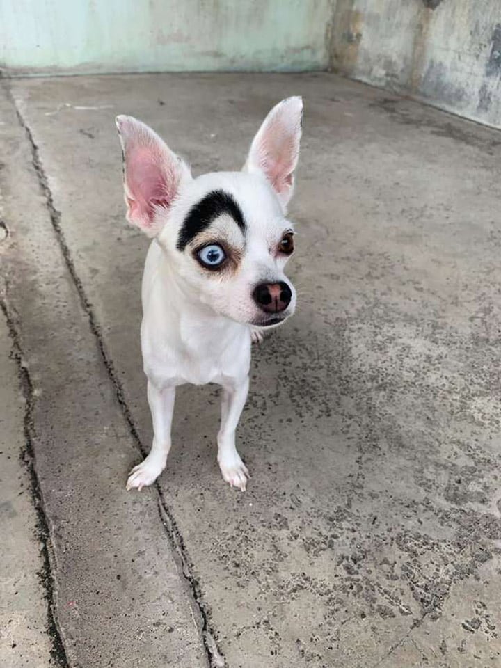 Lucky lindo perro Lucky lindo perro