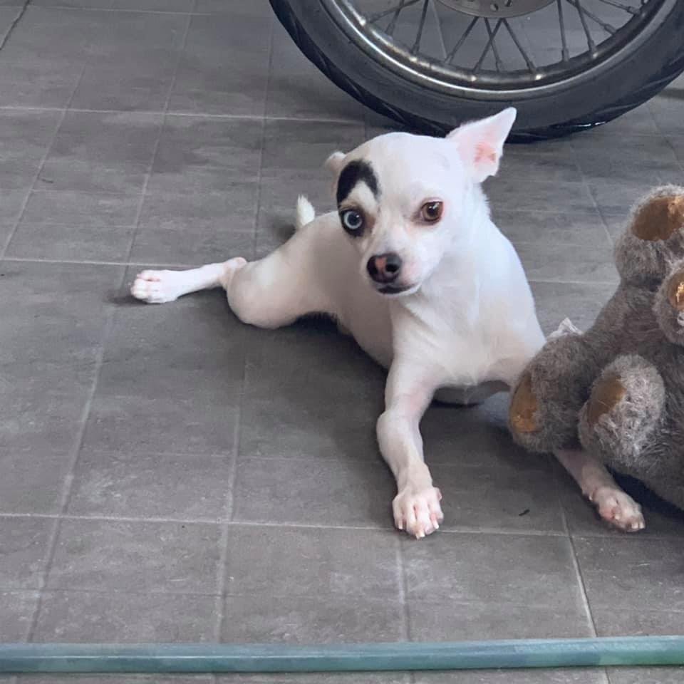 Lucky y su oso Lucky y su oso