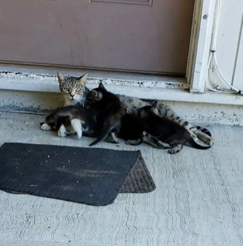 Madre con sus gatitos