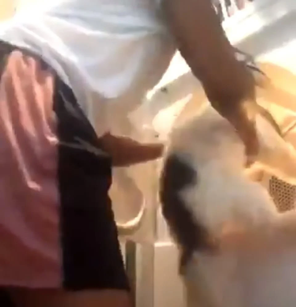 Mujer mete a perrito a secadora de ropa