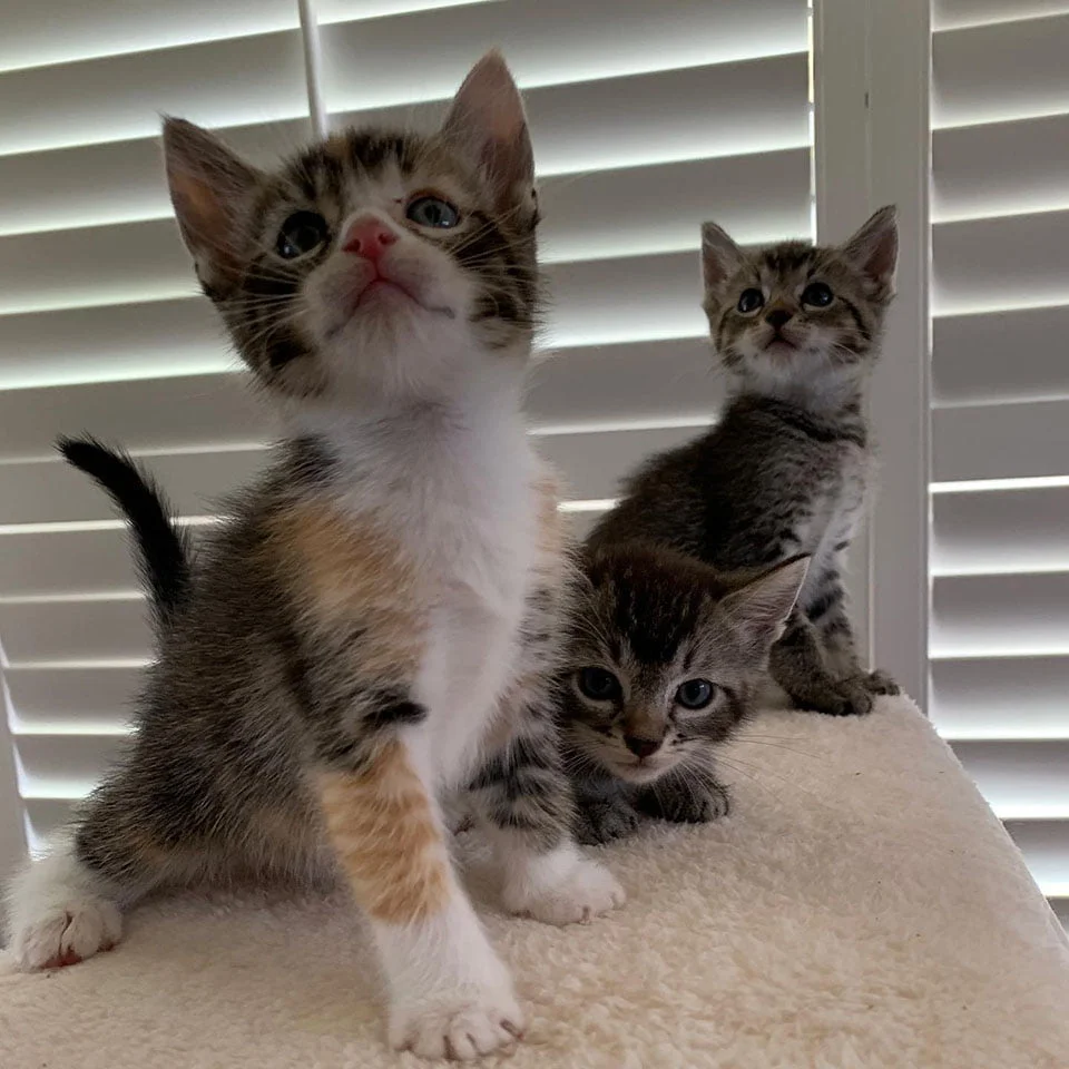 Par de gatitos