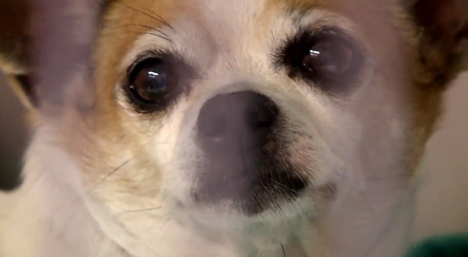 Perro es encontrado con daño cerebral después de ser rescatado de un auto caliente 14 Pedro