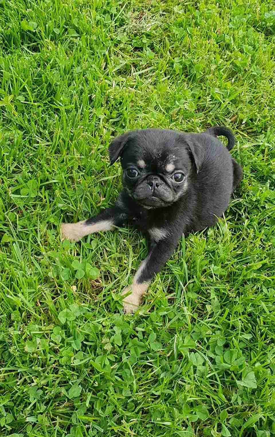 Pequeño cachorro en la hierba
