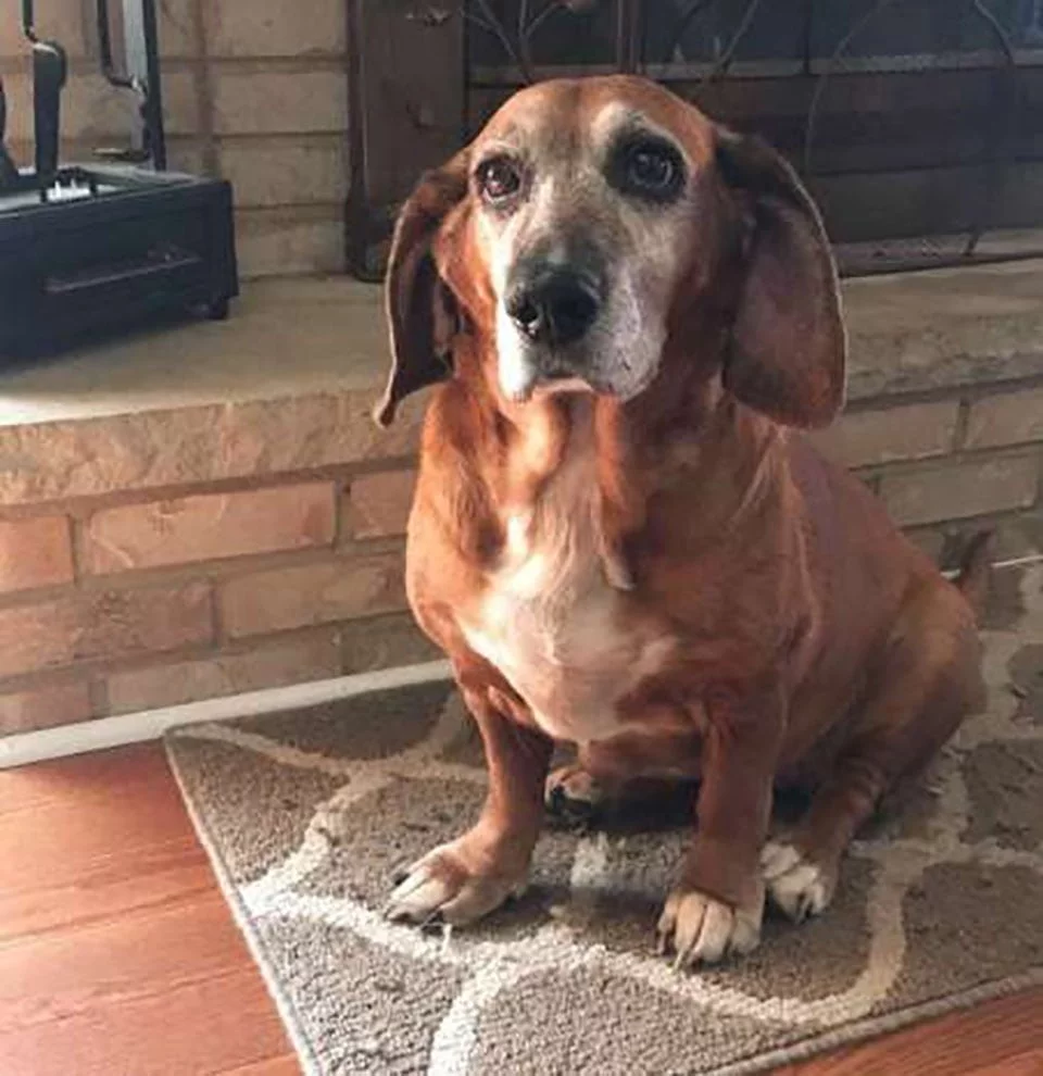Perrita con artritis tiene un hogar donde le brindan amor y cuidado