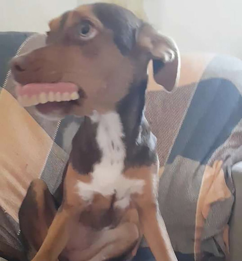 Perrita con la dentadura postiza de la abuela