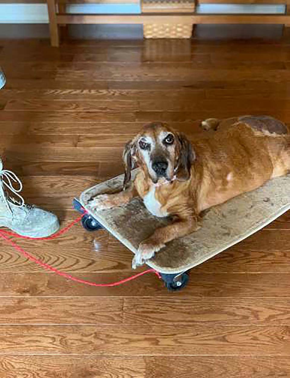 Hombre construye un carrito especial para que su perrita con artritis nunca se sienta abandonada 11 Perrita con su carro