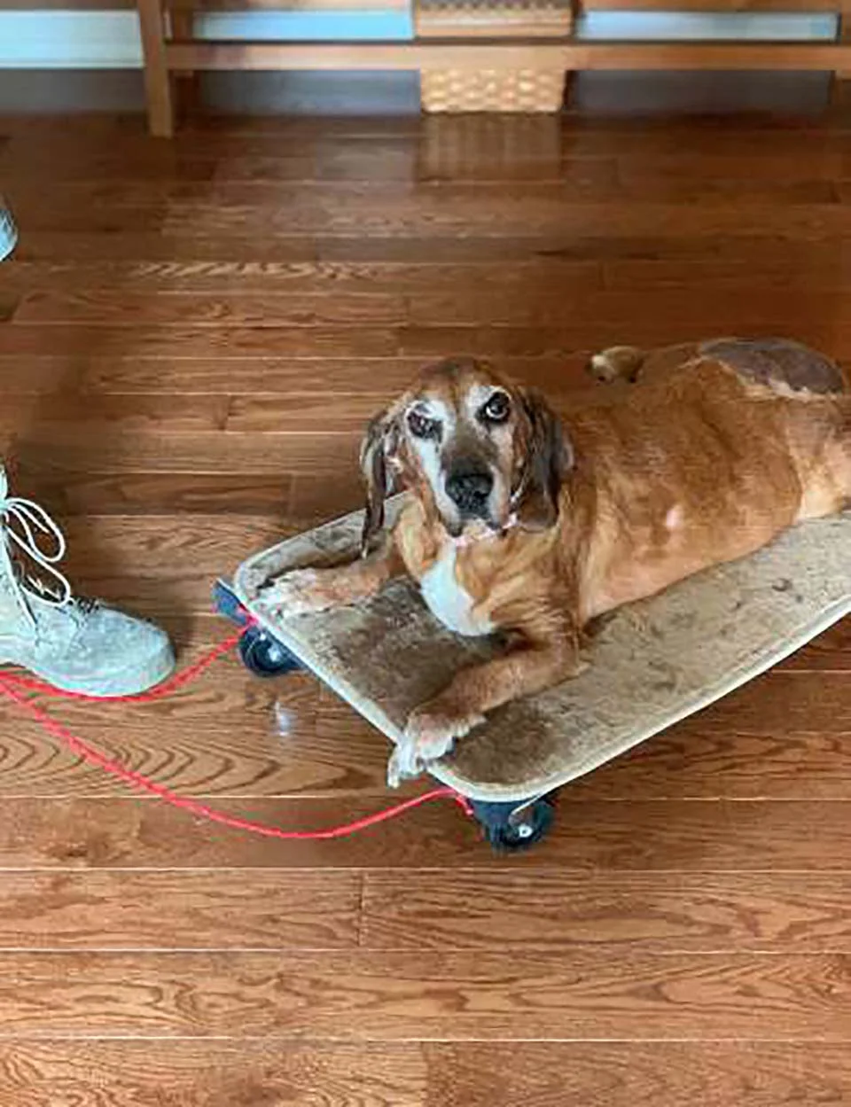 Perrita con su carro