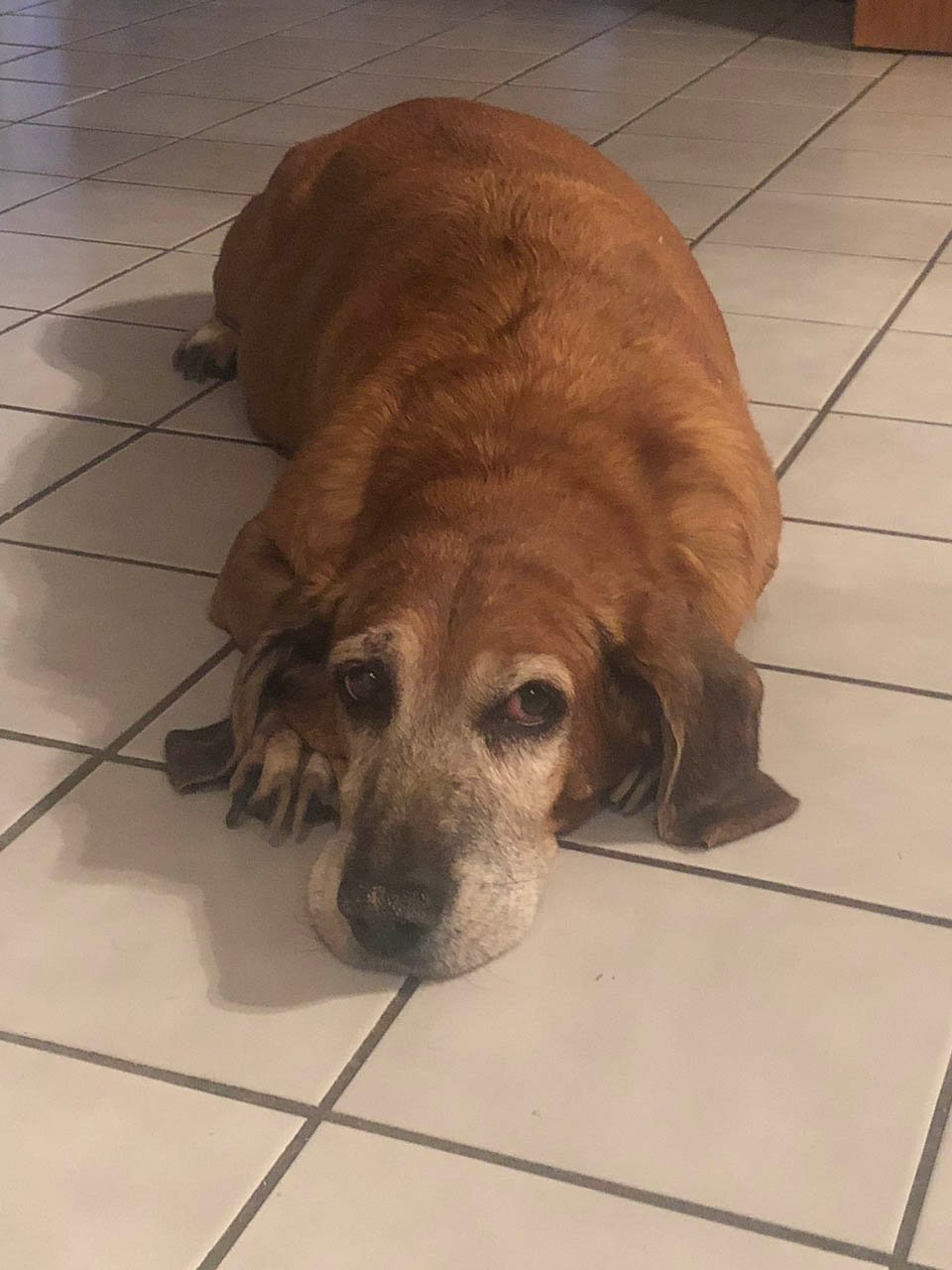 Hombre construye un carrito especial para que su perrita con artritis nunca se sienta abandonada 12 Perrita descansa