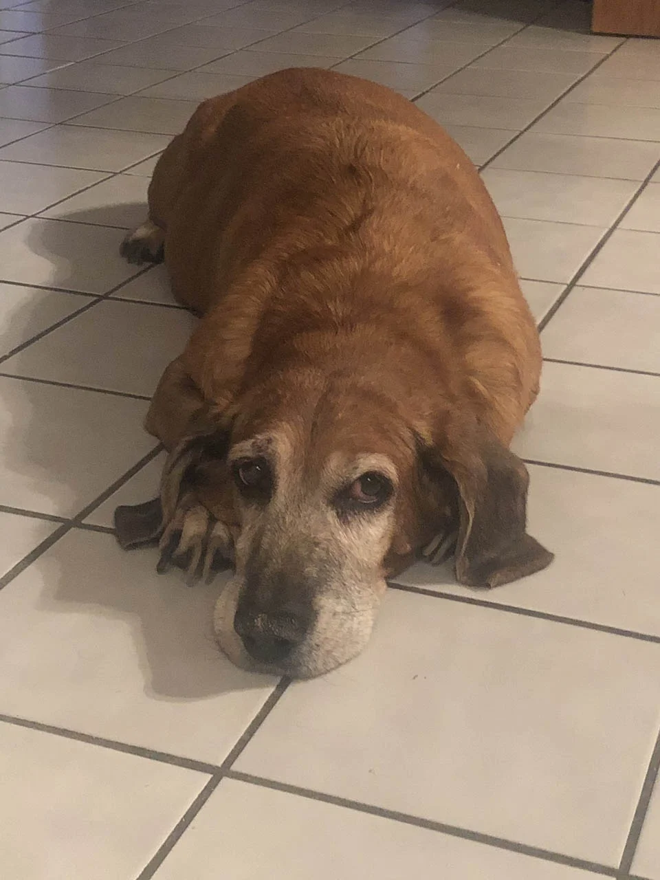 Perrita descansa