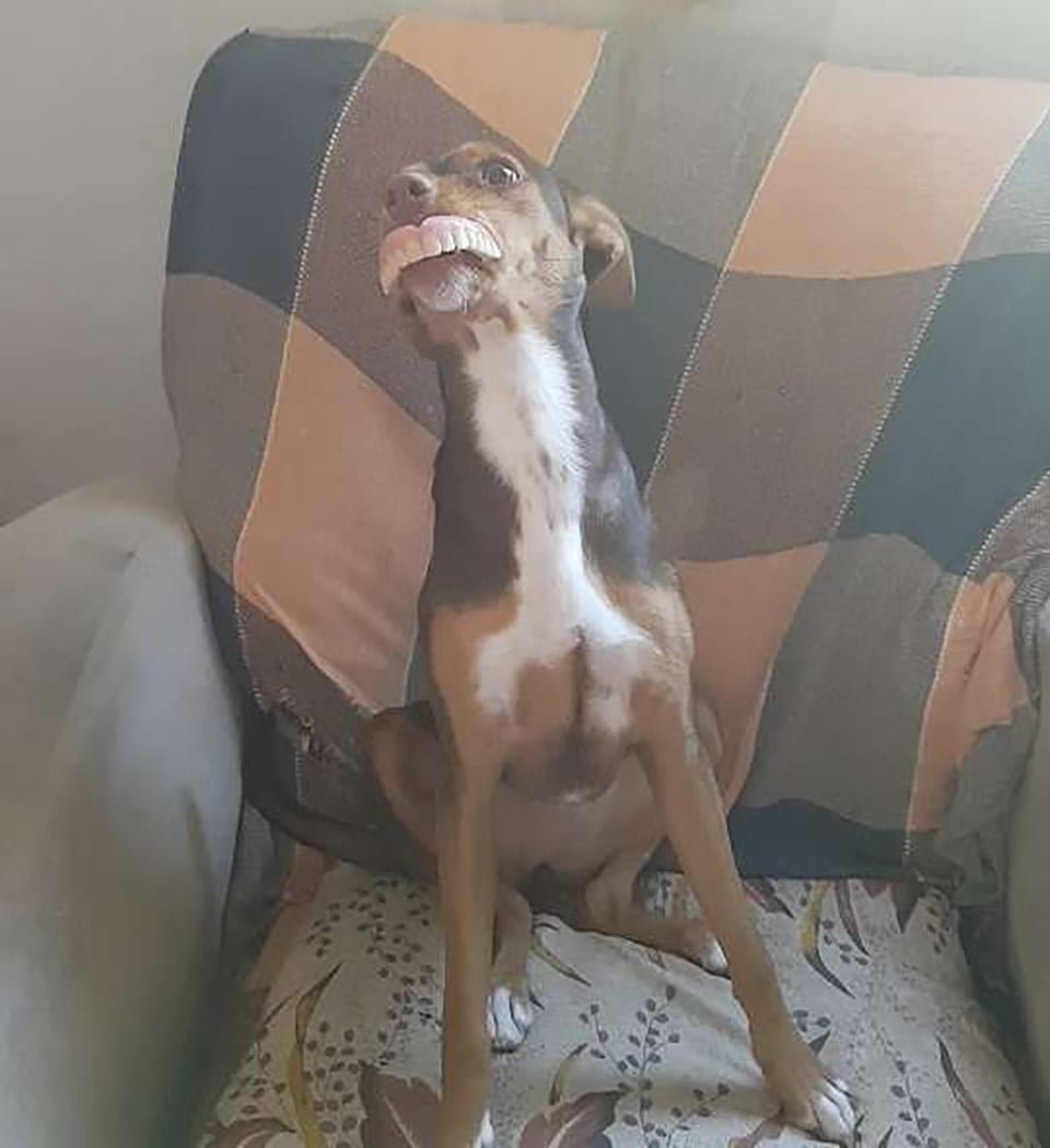 Perrita en el sofá con una dentadura postiza