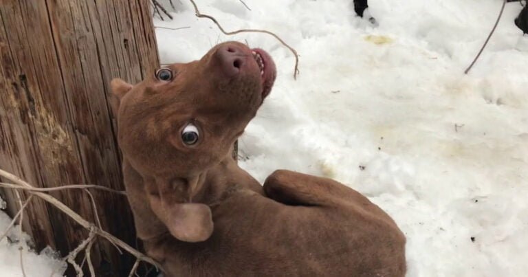 Perrito que fue abandonado temblando en la nieve lloraba pidiendo ayuda