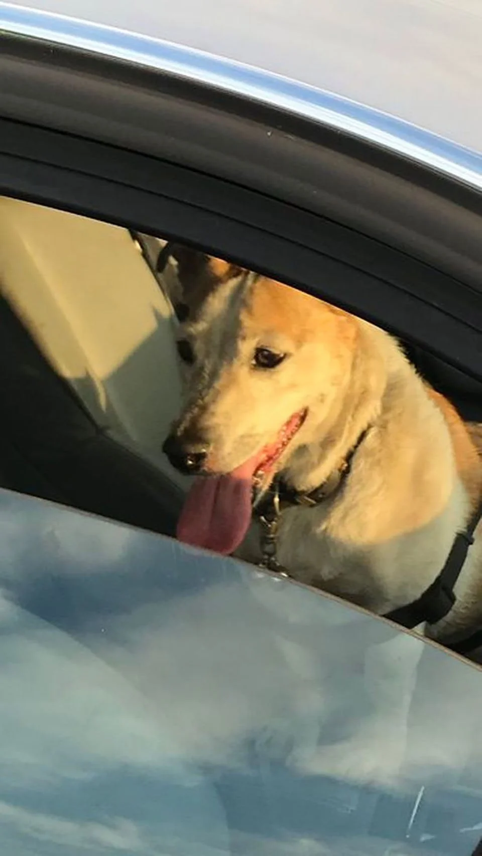 Perrito en el auto muere de calor