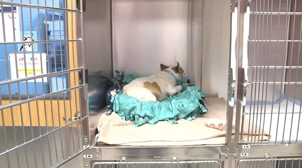 Perro es encontrado con daño cerebral después de ser rescatado de un auto caliente 12 Perrito en hospital