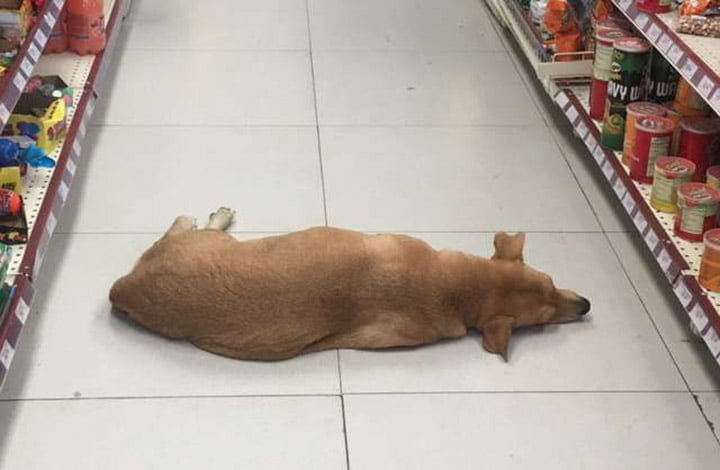 Perrito en una tienda durante ola de calor Perrito en una tienda durante ola de calor