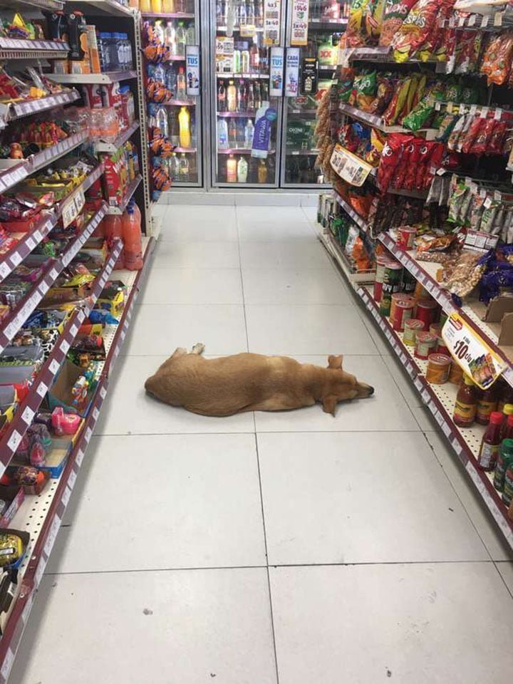Perro descansando en una tienda Perro descansando en una tienda
