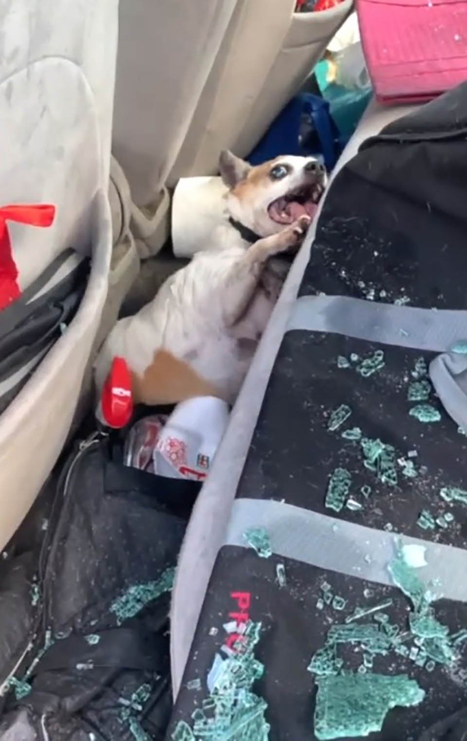 Perro es encontrado con daño cerebral después de ser rescatado de un auto caliente 8 Perro estaba sufriendo en el auto