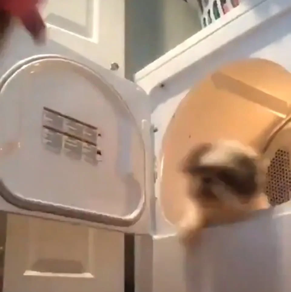 Perro intenta salir de la secadora de ropa