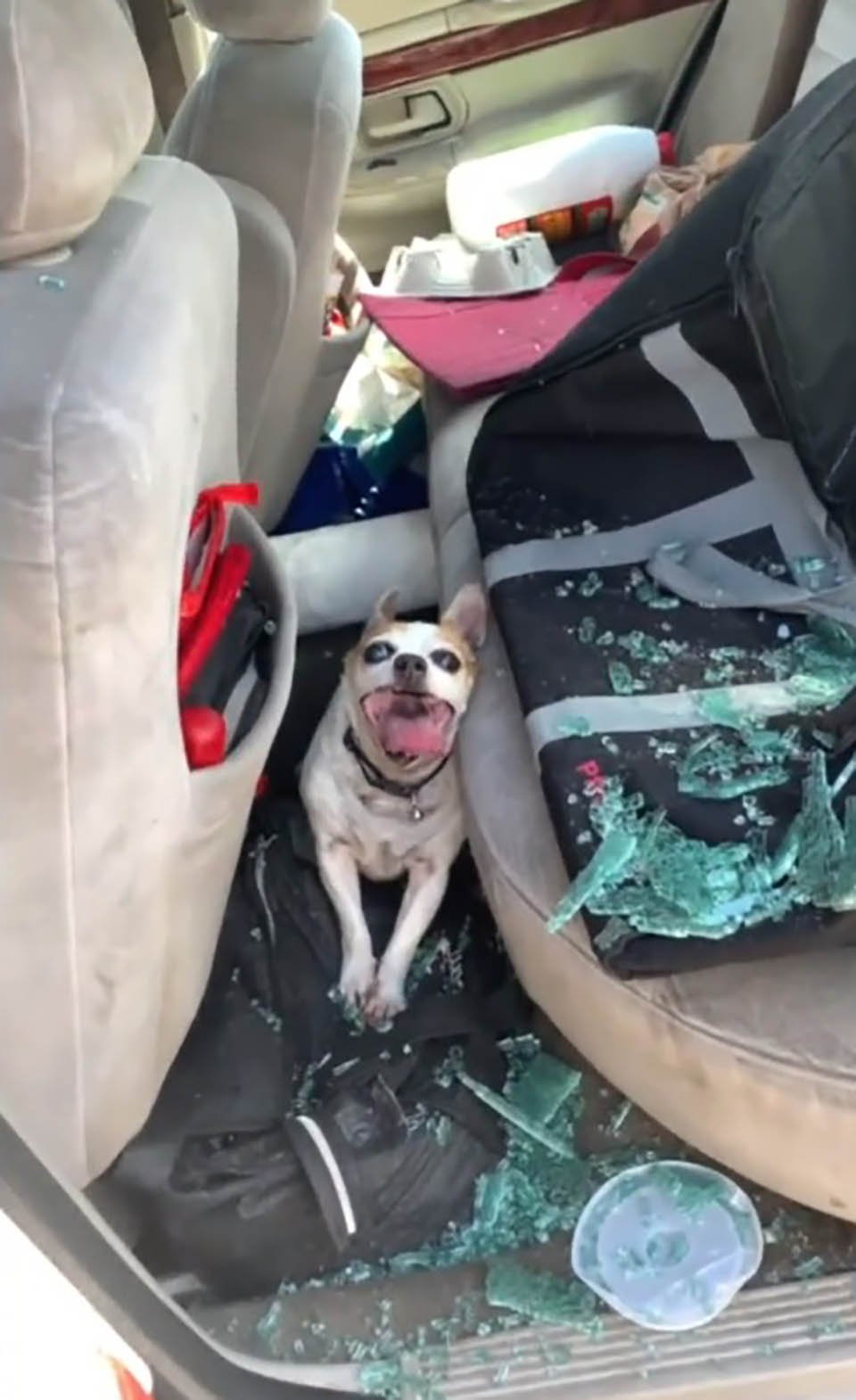 Perro es encontrado con daño cerebral después de ser rescatado de un auto caliente 10 Policía rompe las ventanas de un auto para salvar a perrito
