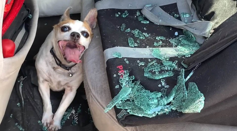 Perro es encontrado con daño cerebral después de ser rescatado de un auto caliente 9 Policía salva a perrito en auto caliente