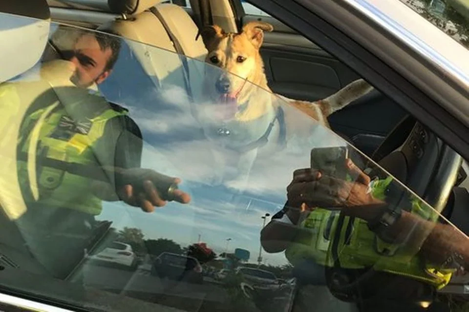 Policías buscan la forma de rescatar a perrito atrapado en auto