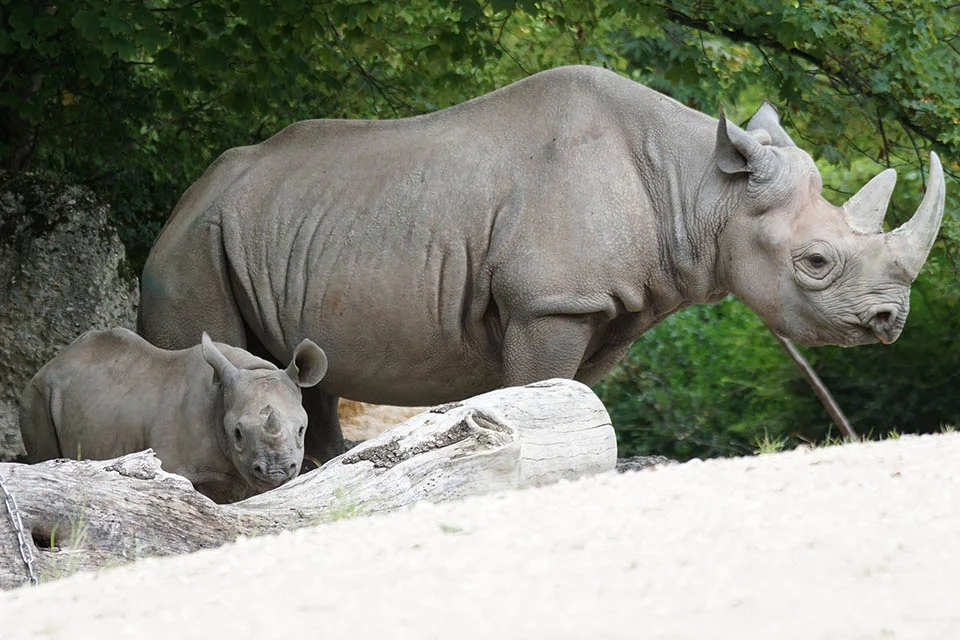 Rinoceronte adulto y pequeño