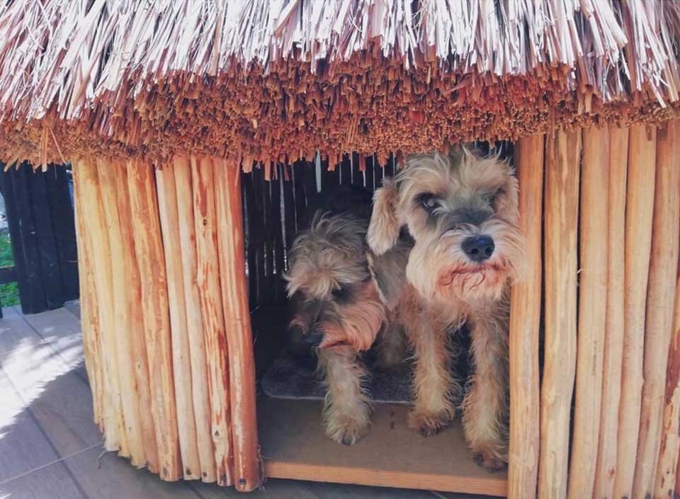 Conoce las increíbles casas mayas para perros y gatos 8 perrito en su casa