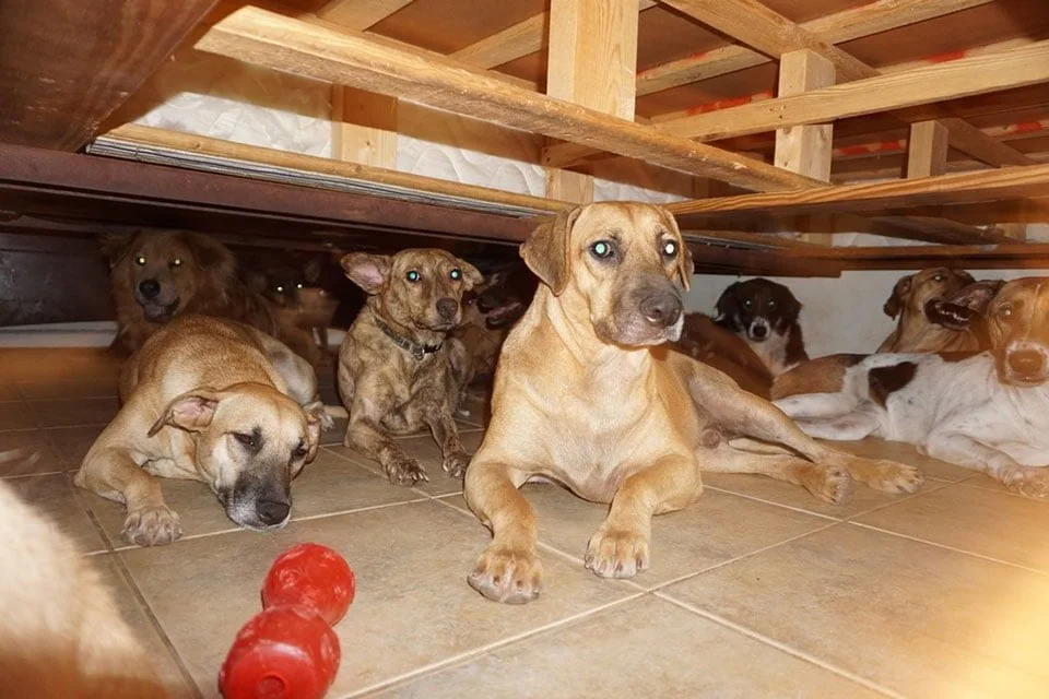97 perros rescatados