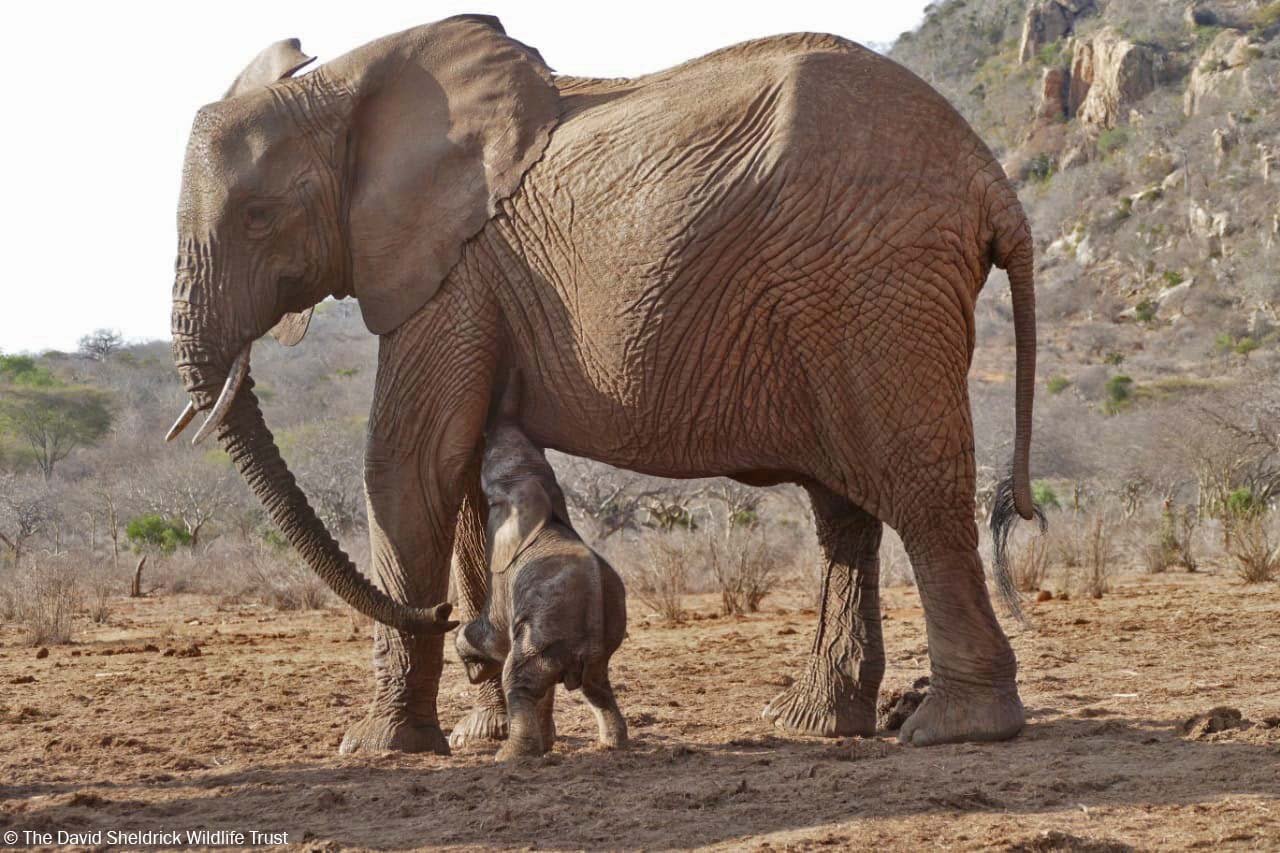 Bebé elefante comiendo Bebé elefante comiendo