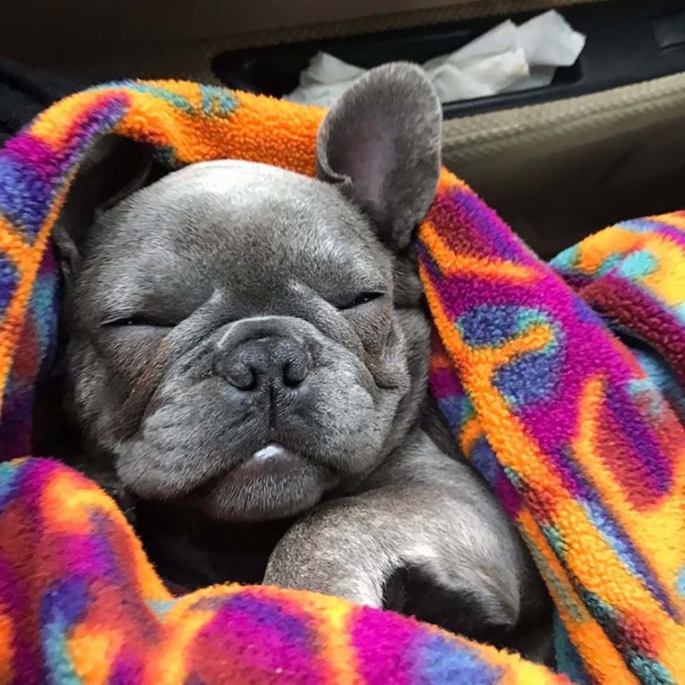 Perrito curioso se hizo amigo de una mariposa y sus fotos son adorables 8 Cachorro duerme con su cobija