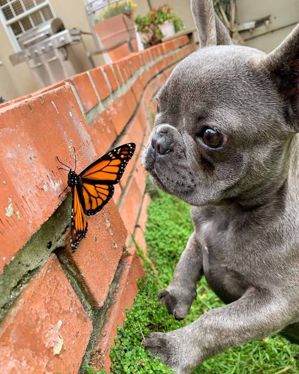 Cachorro es amigo de mariposa Cachorro es amigo de mariposa