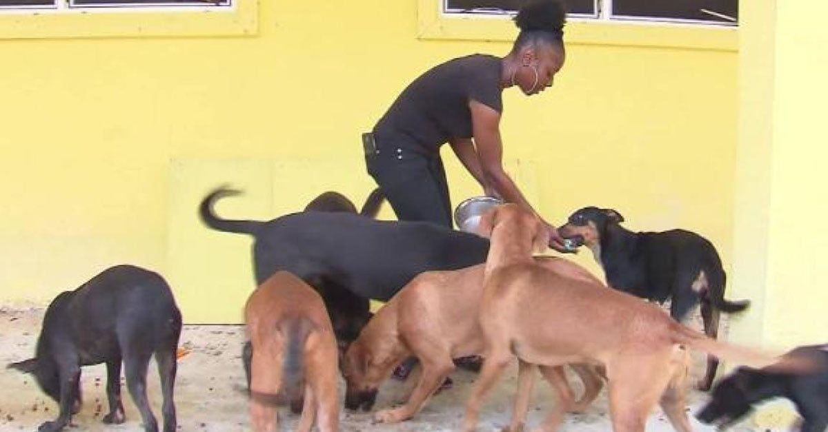 Cerca de 100 animales murieron en un refugio durante el huracán Dorian