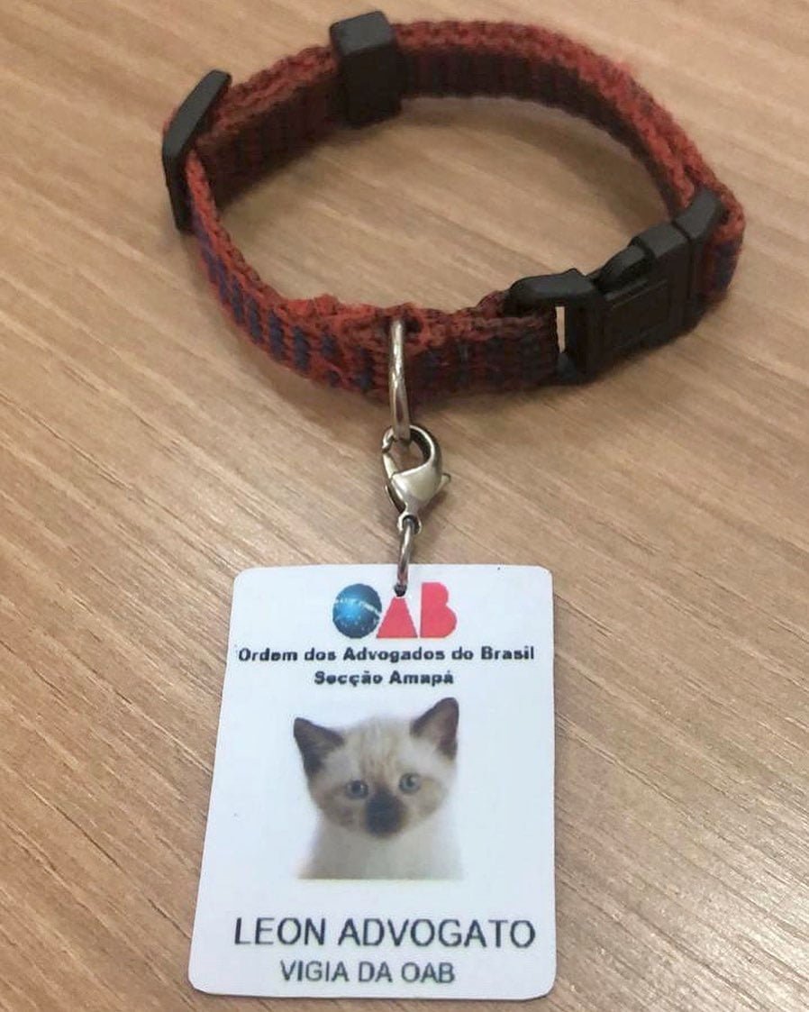 Se quejaron de un gato sin hogar que deambulaba por un bufete de abogados y lo contrataron 12 Credencial de Leon