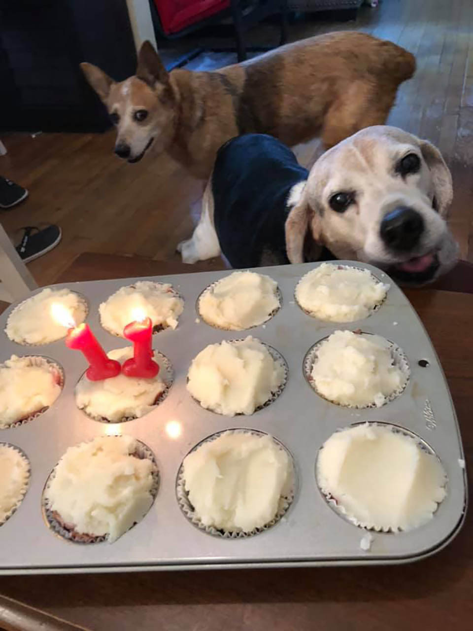 Hombre abre un asilo para perros que fueron abandonados en su vejez 10 Cumpleaños de perrito