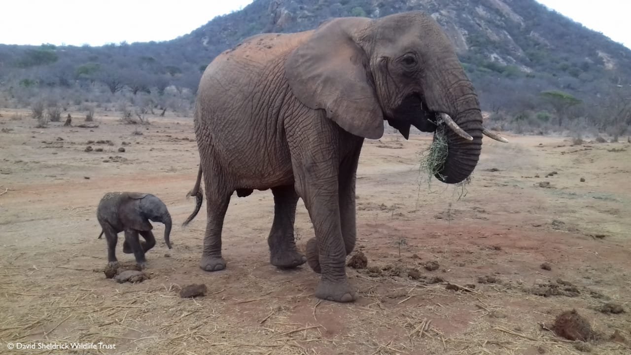 Elefante y su cría Elefante y su cría